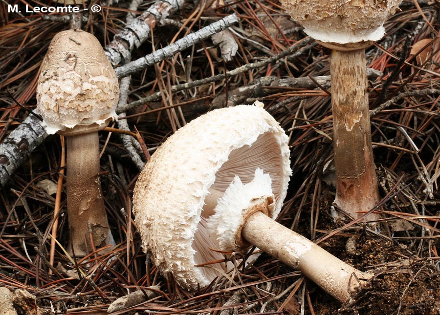 Macrolepiota fuliginosa